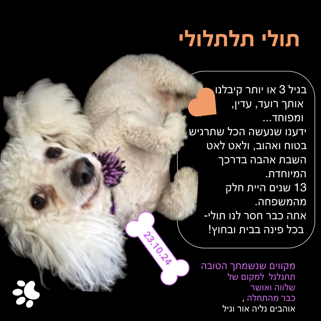 לזכר הכלב תולי תלתל הכי בעולם